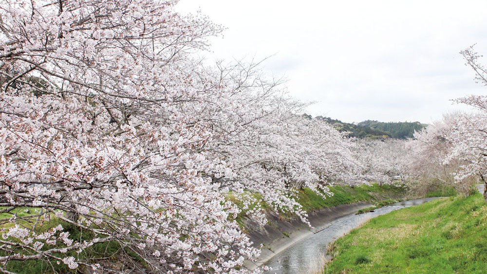 Sakura (Cherry blossom) [Shikiji River]