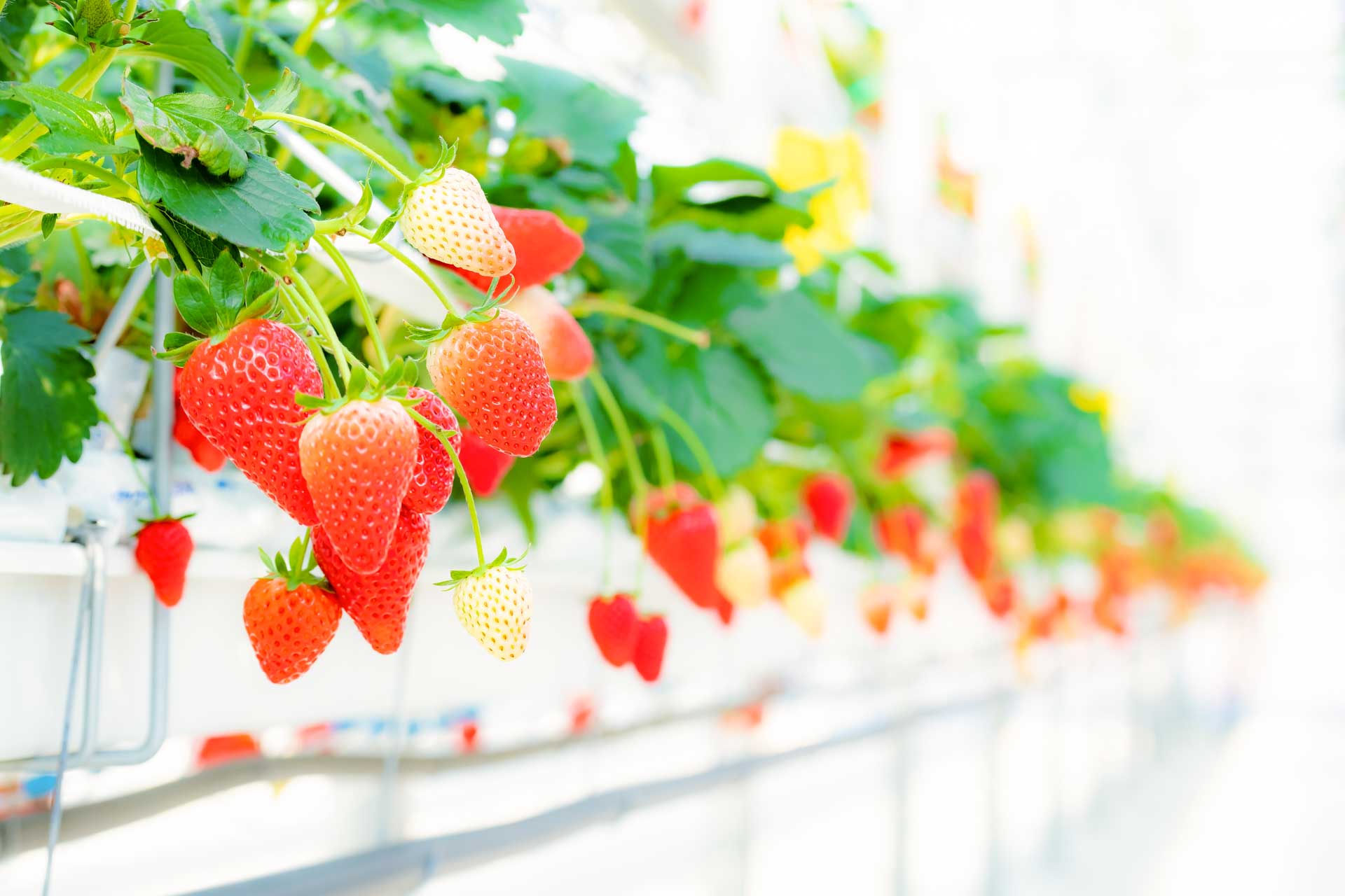 Strawberry Floating Farm Iwata