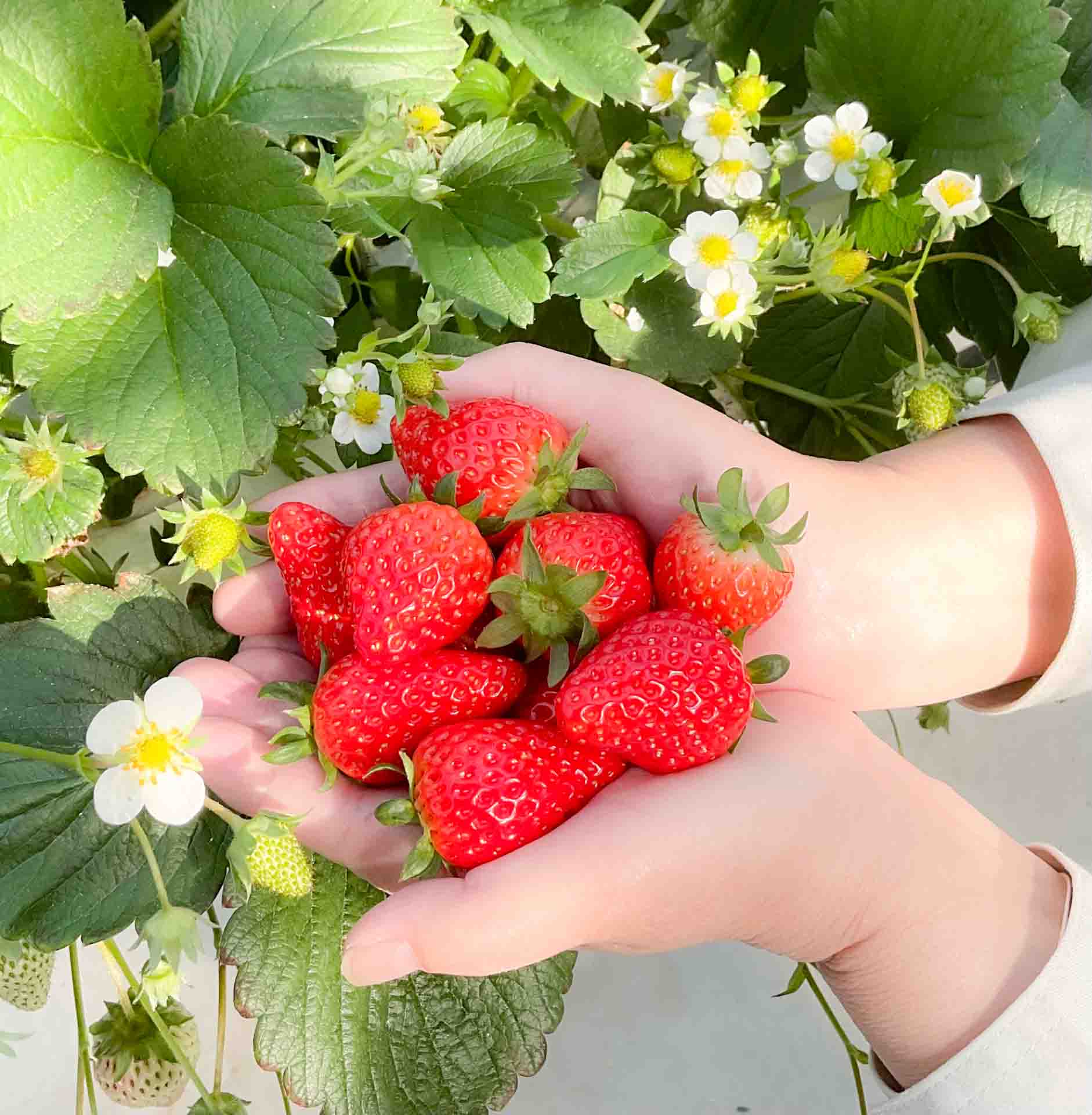 Strawberry Floating Farm Iwata